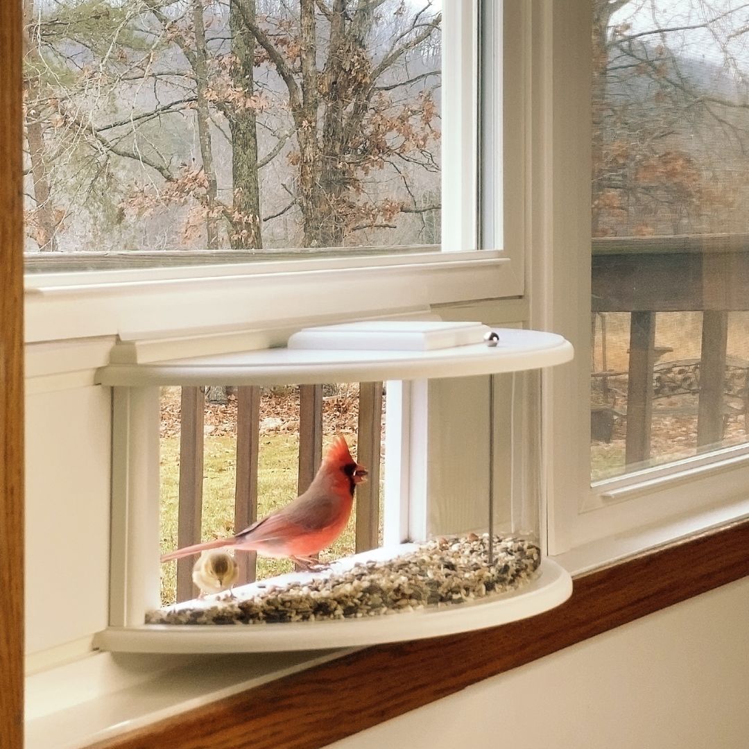 Clear View Window Tray Bird Feeder