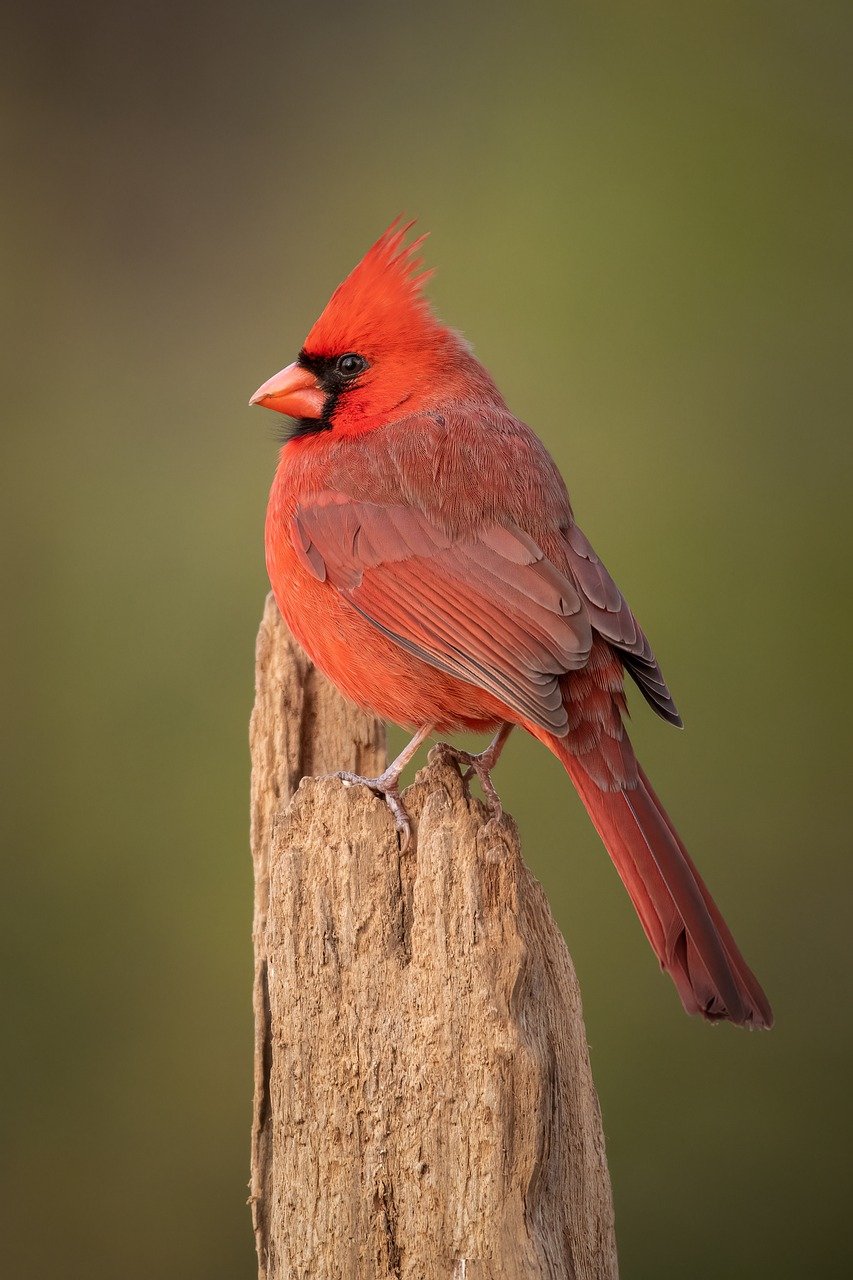 Bird-related decoration