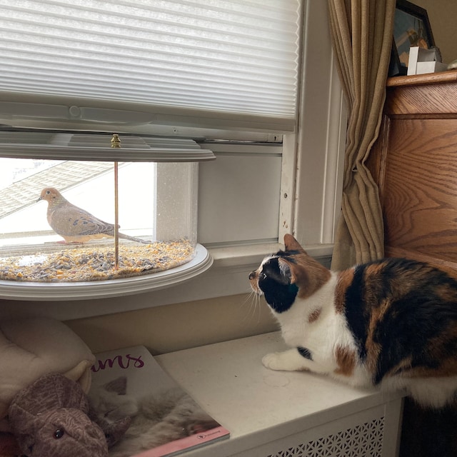 Clear View Window Tray Bird Feeder