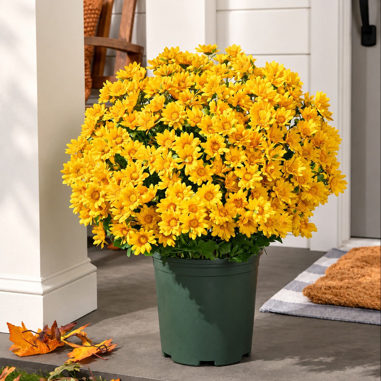 💥Artificial Outdoor Sunset Mums Flowers - UVresistant, Waterproof, Windproof🌼
