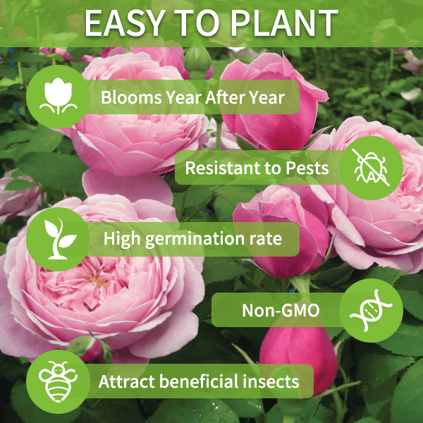 🌺Eustoma Thornless Rose💐Lisanthus Seeds