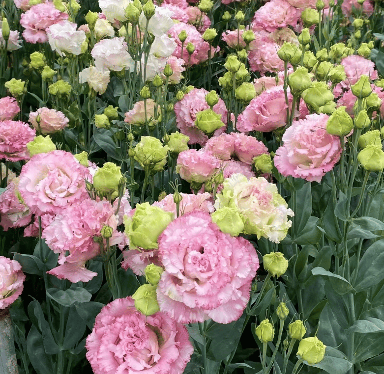🌺Eustoma Thornless Rose💐Lisanthus Seeds