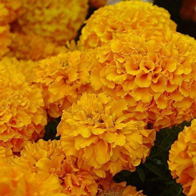 🌈Hydrangea Seeds - Beautiful and Hardy Perennial Seeds for Your Garden