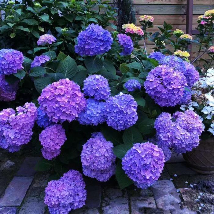 🌈Hydrangea Seeds - Beautiful and Hardy Perennial Seeds for Your Garden