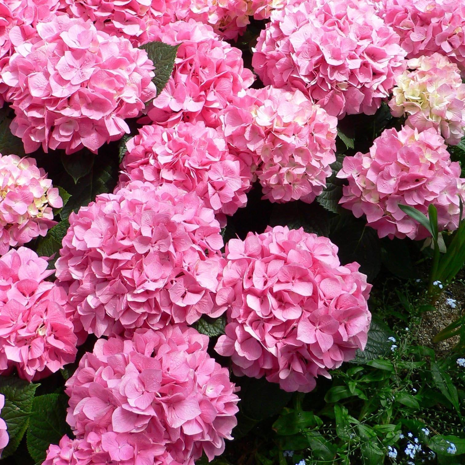 🌈Hydrangea Seeds - Beautiful and Hardy Perennial Seeds for Your Garden