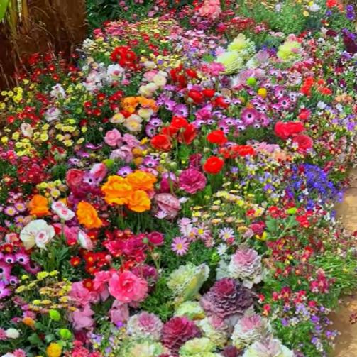 Mixed Perennial Flowers Seeds - 60+ Kinds Mixed