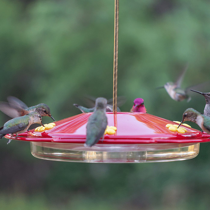 Hummingbird Feeder With Perch And Built-in Ant Moat