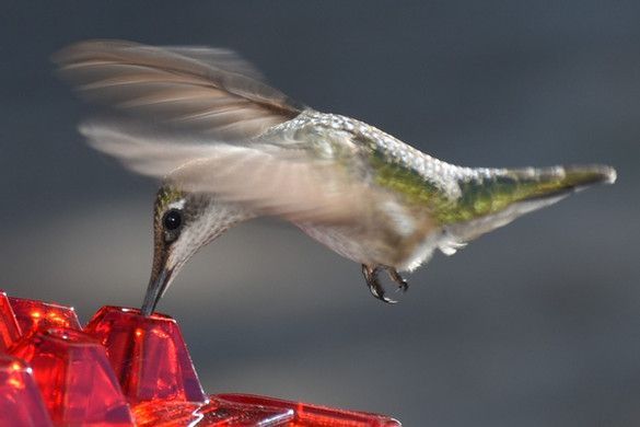 Hummingbird Feeder With Perch And Built-in Ant Moat