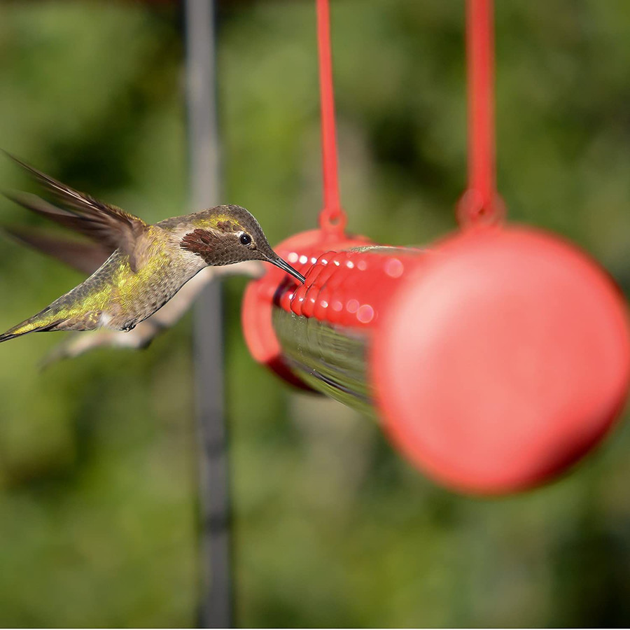 Hummingbird Feeder - Buy 2 Give Free Cleaning Brush and Hook