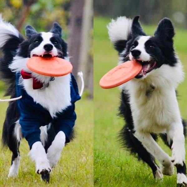 Frisbee Bite Resistant Training Dog Toys