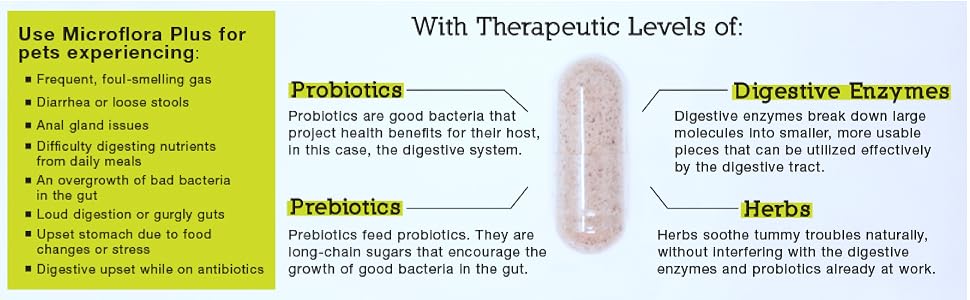 cat digestion, cat digestive aid, cat prebiotics and probiotics, cat probiotics chews, cat diarrhea