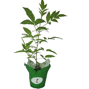 Gold Star Esperanza 4 Inch Starter Size Plant