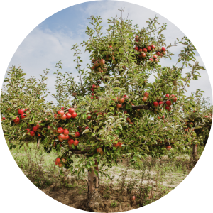 Apple Orchard