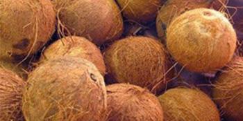 About Coconut Fiber
