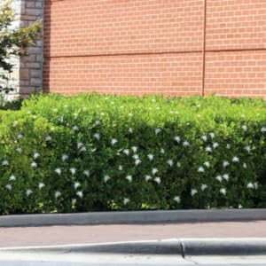 gardenia, shrub, bush, gardenia bush, gardenia shrub