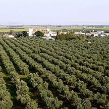 Olive tree