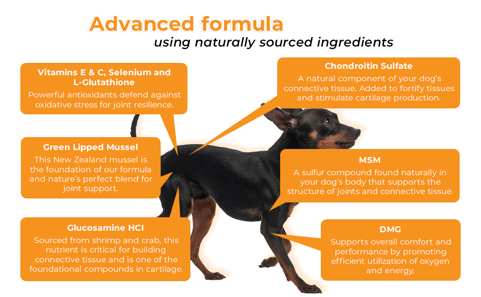 joint support with glucosamine, chondroitin sulfate, green lipped mussel, DMG and more