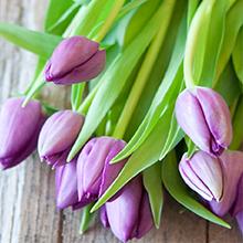 Tulips