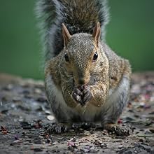 peanuts for squirrels
