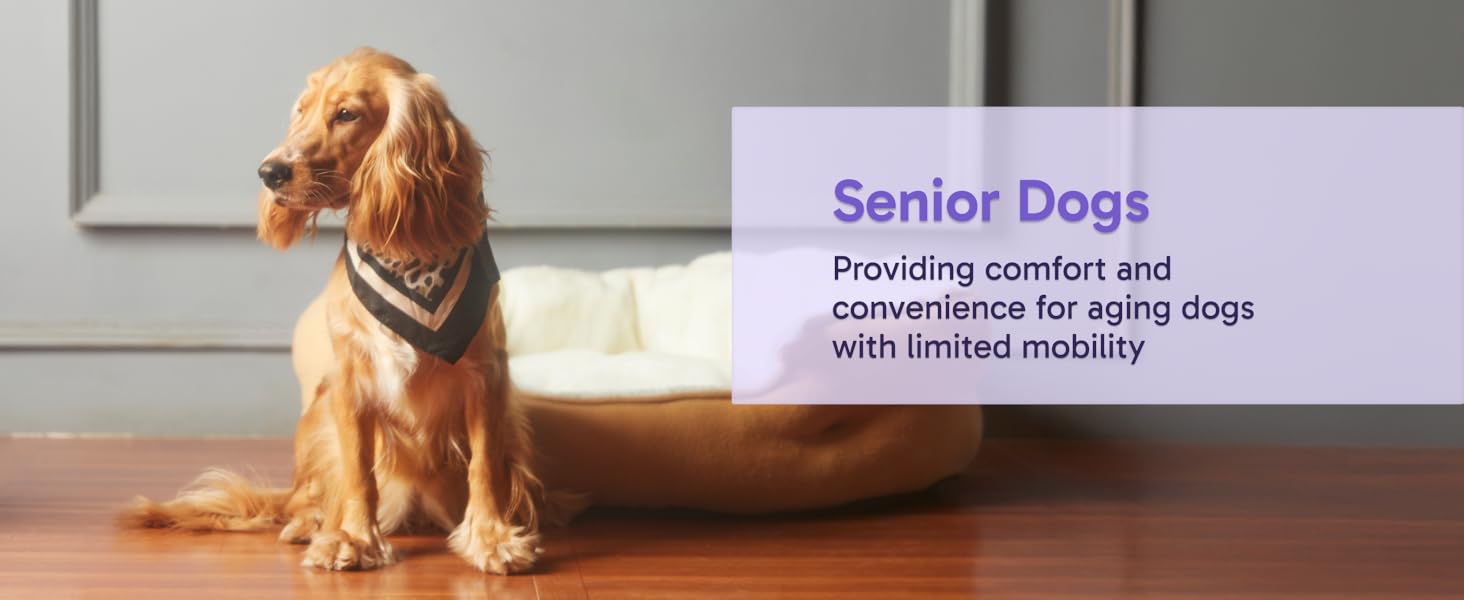 Senior Dogs