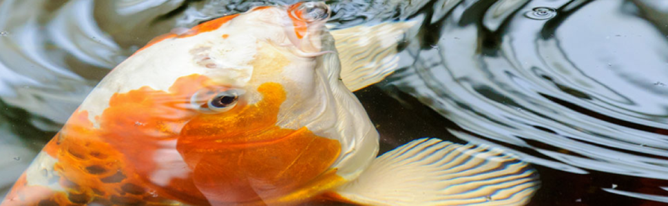 Beauty image koi