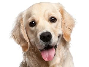 Coenzyme Q10 for Dogs