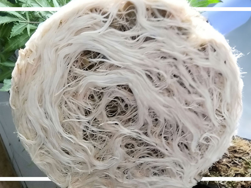 Recharge for bigger stronger roots