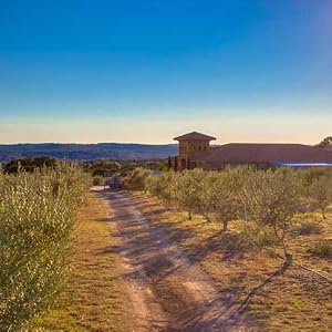 Texas Hill Country Olive Co certified organic orchard