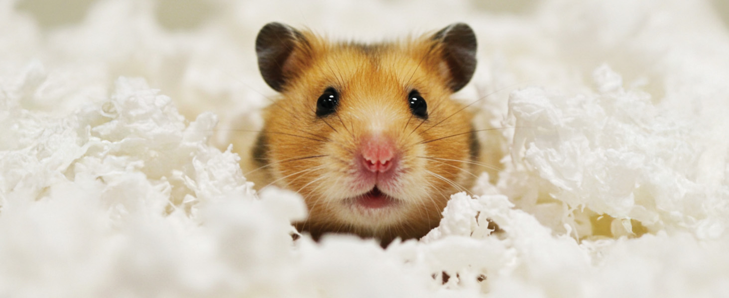 small animal bedding, rabbit bedding, guinea pig bedding, hamster bedding, odor control bedding