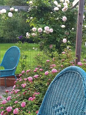 sweet drift rose in the landscape