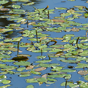 Pond filled with weeds