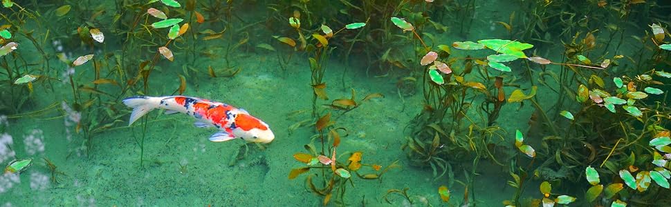 colorful koi in clear pond