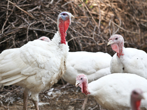 Turkey