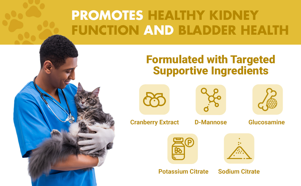 cat kidney and bladder