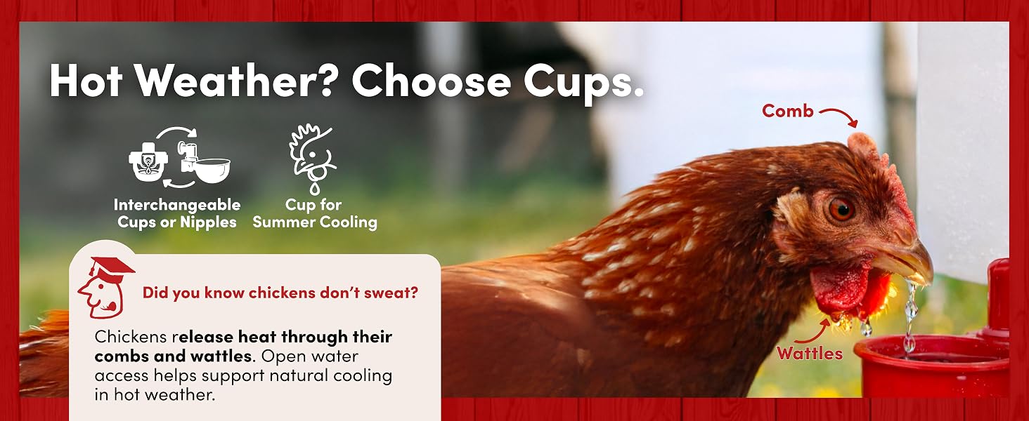 Hot Weather? Choose Cups