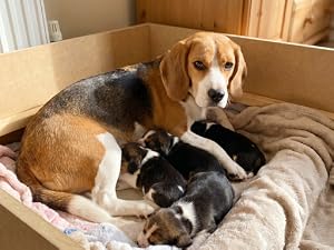 Mother dog nursing newborn puppies in whelping box indoors