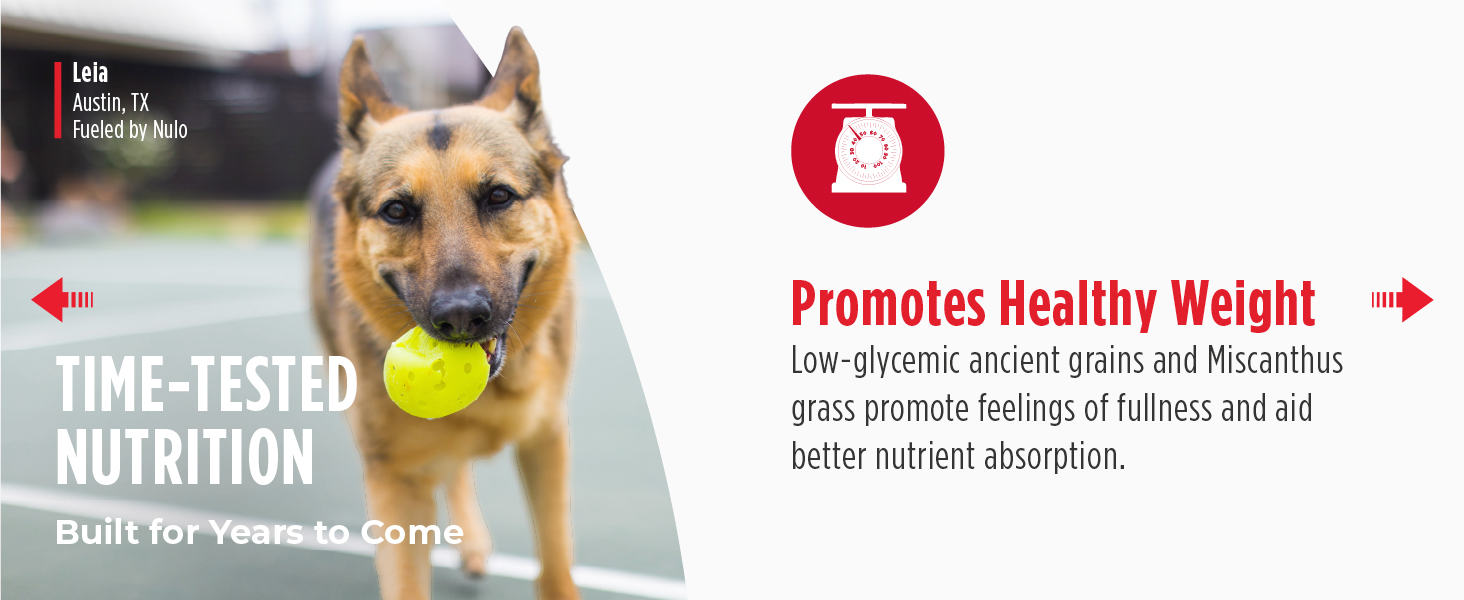 Image of dog with text reading promotes healthy weight.