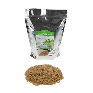 Whole Oat Grain Seed