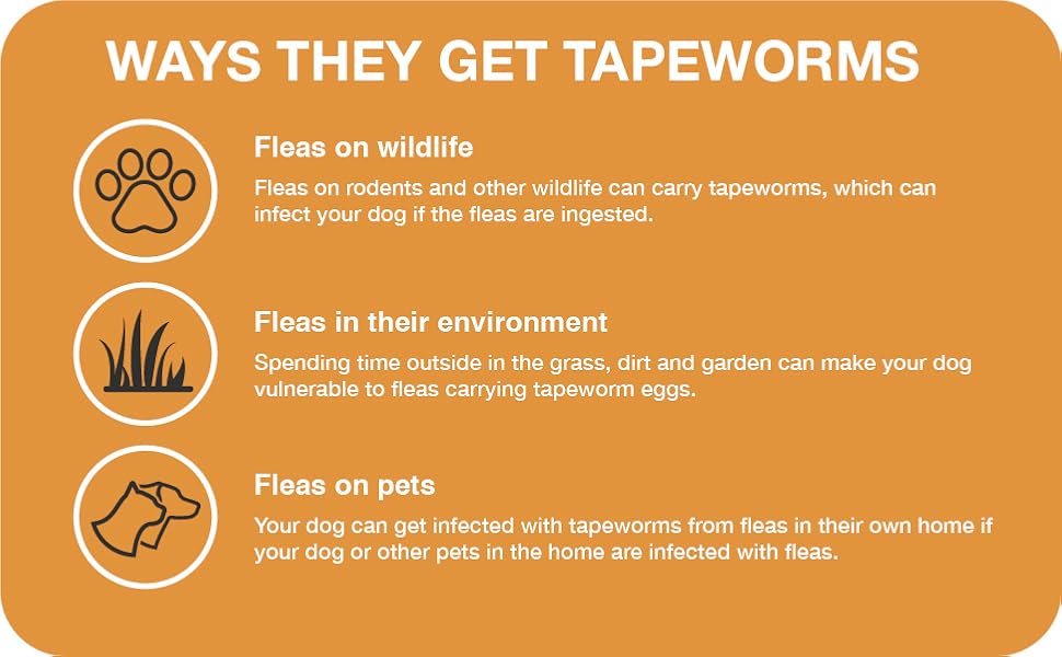 How do dogs get worms