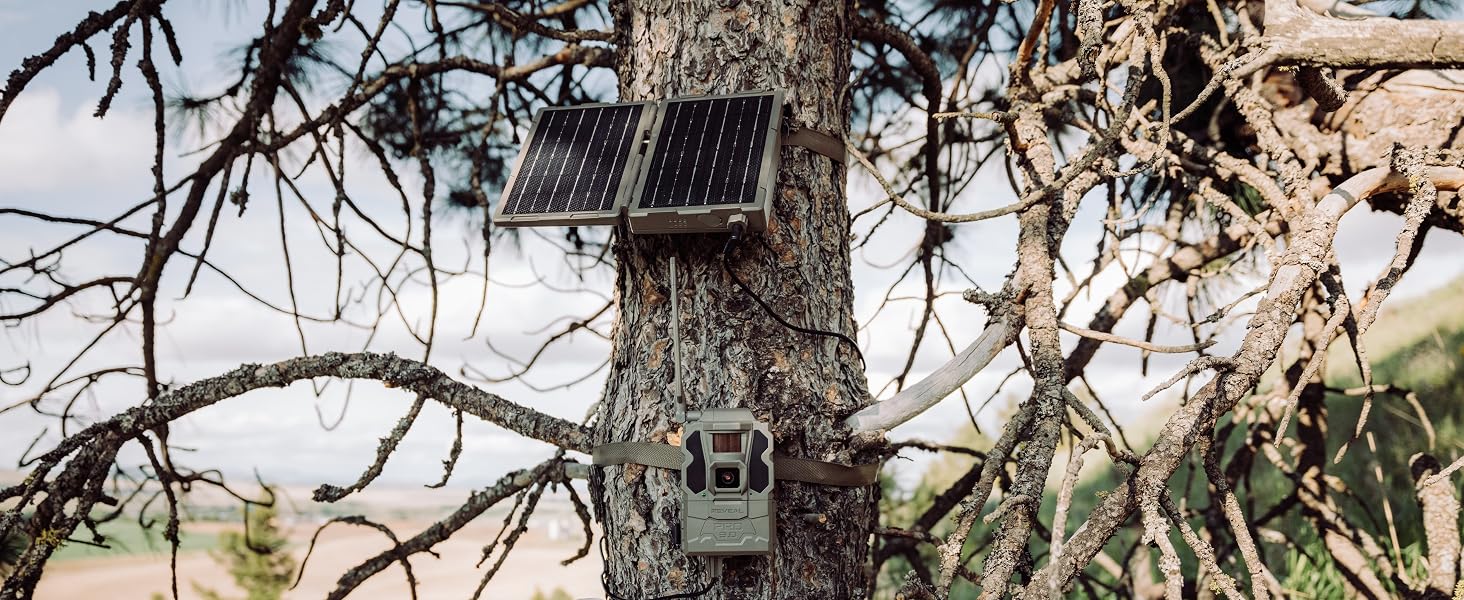 tactacam reveal battery belt on a tree displayed with a camera