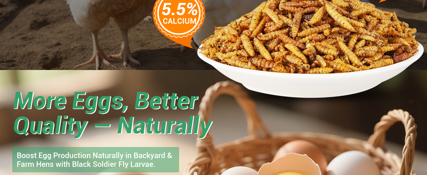 BSFL for hens, support egg production and stronger eggshells naturally