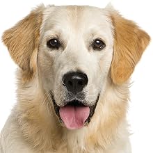 Taurine for Dogs