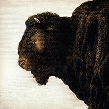Bison illustration that shows how EPIC Bison meat bars are made from 100% grass fed bison.