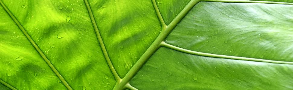 gardenia water calla gardener shade tropical soil hostas life dieffenbachia thailand mammoth jumbo