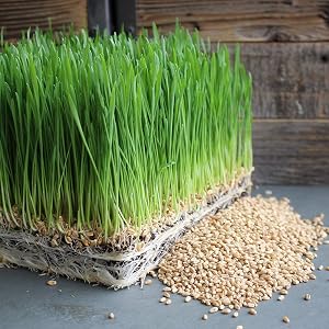 Handy Pantry Organic Wheatgrass Seeds | For Wheat Grass, Cat Grass, Food Storage