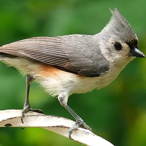 tufted titmouse