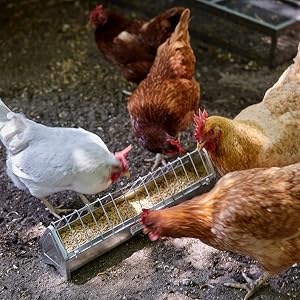 Trough Feeder