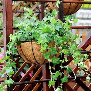 Wall Hanging Planter