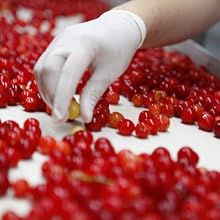 Cherry Picking