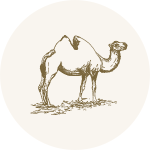 Wild Camels